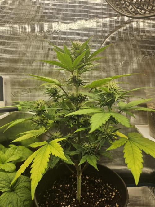 Auto Purple + Zamnezia NL late flower. Week 6