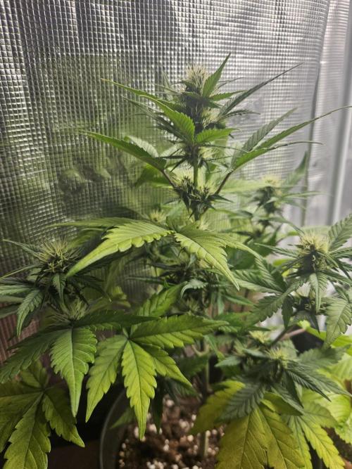 Auto Purple + Zamnezia NL late flower. Week 6