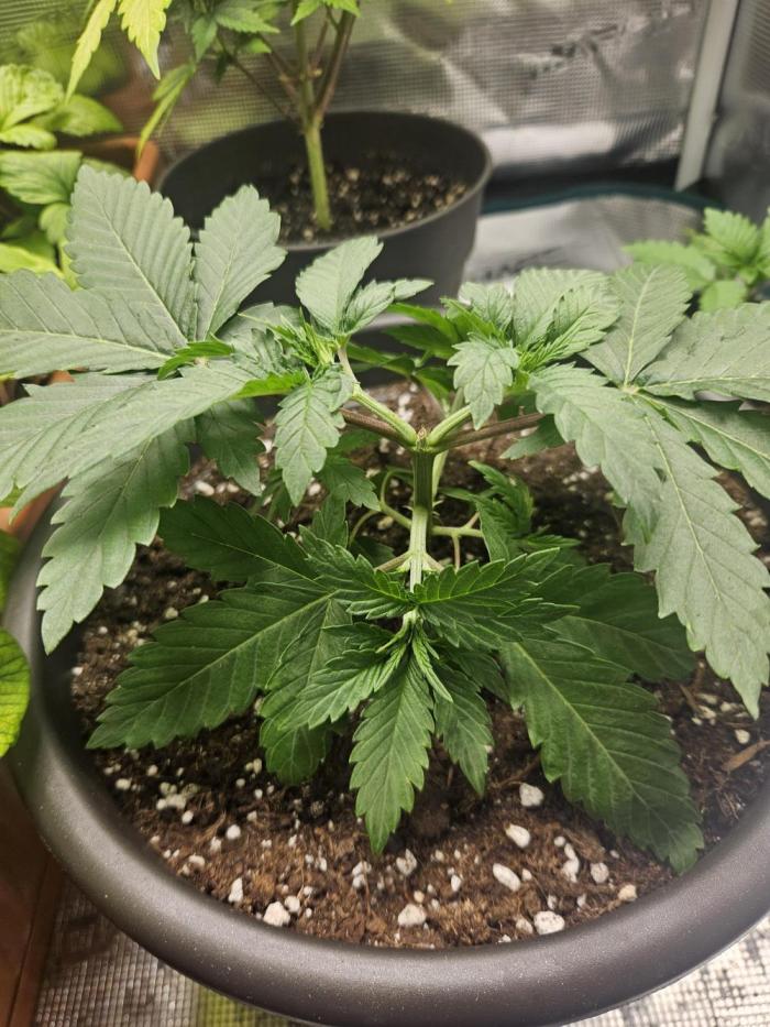 Honey Fried Bananas. Week 4