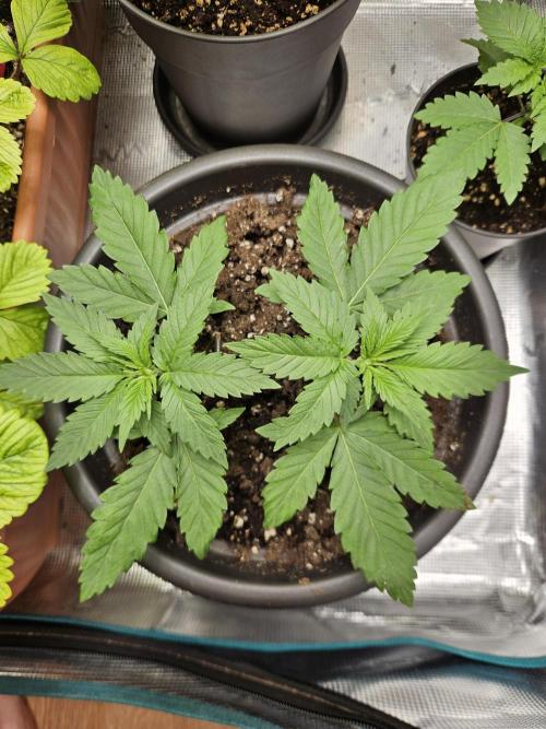 Honey Fried Bananas. Week 5