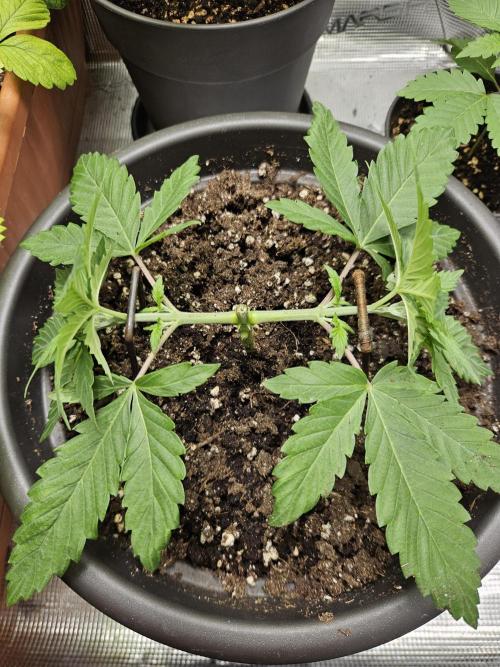 Honey Fried Bananas. Week 5