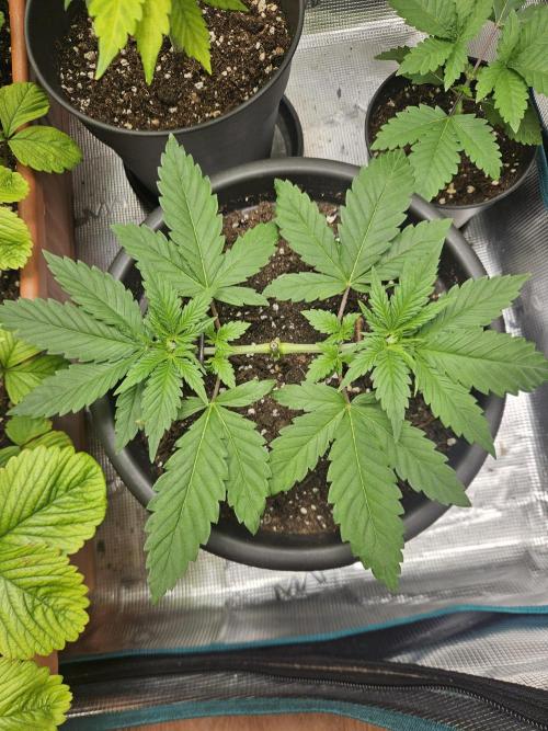 Honey Fried Bananas. Week 5