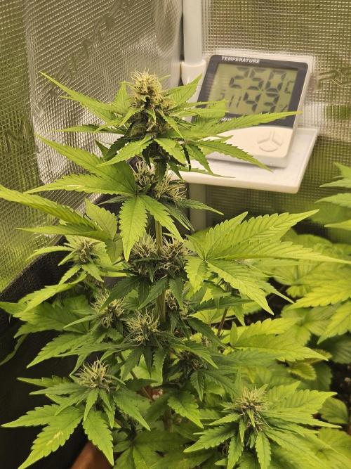 Auto Purple + Zamnezia NL late flower. Week 7