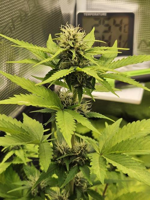 Auto Purple + Zamnezia NL late flower. Week 7