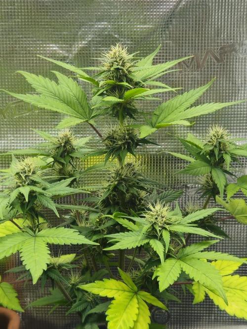 Auto Purple + Zamnezia NL late flower. Week 7