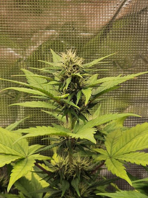 Auto Purple + Zamnezia NL late flower. Week 7