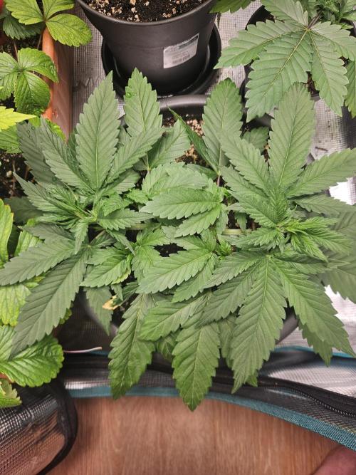 Honey Fried Bananas. Week 5