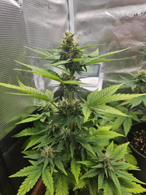 Auto Purple + Zamnezia NL late flower. Week 7