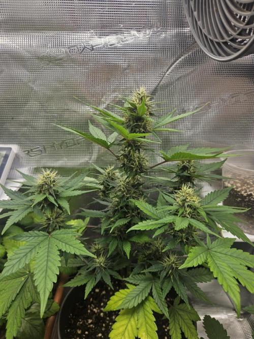 Auto Purple + Zamnezia NL late flower. Week 7