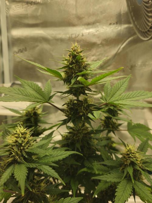 Auto Purple + Zamnezia NL late flower. Week 8