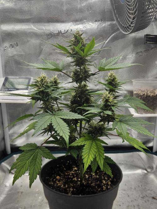 Auto Purple + Zamnezia NL late flower. Week 8