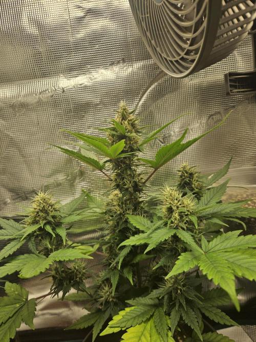Auto Purple + Zamnezia NL late flower. Week 8