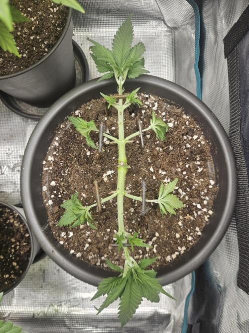 Honey Fried Bananas. Week 6