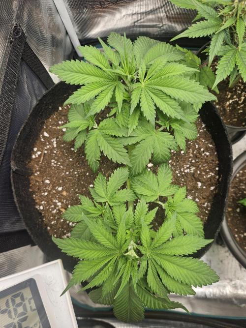 Honey Fried Bananas. Week 6
