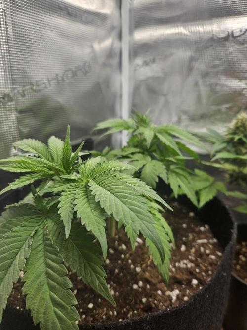 Honey Fried Bananas. Week 6