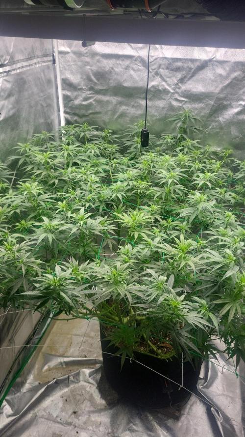 Purple bud. Week 1