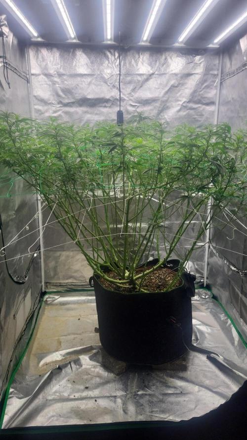 Purple bud. Week 1