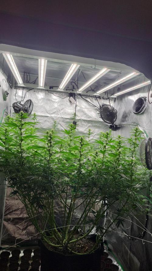 Purple bud. Week 2