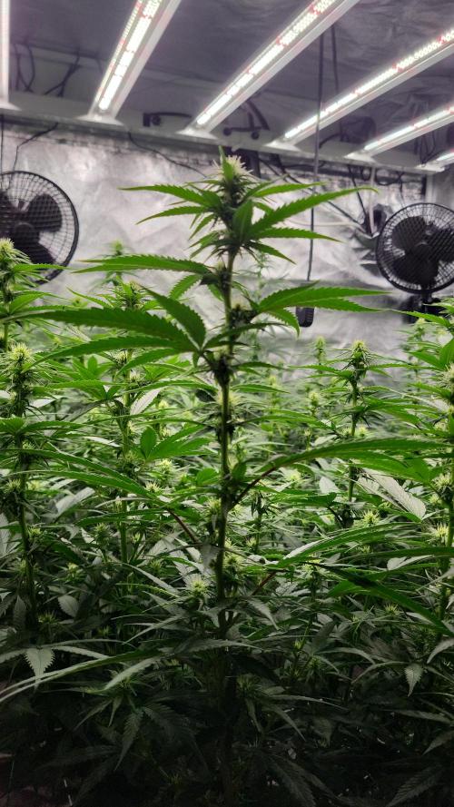 Purple bud. Week 2