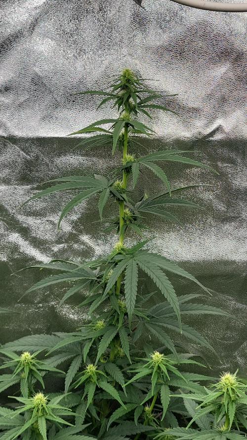 Purple bud. Week 2