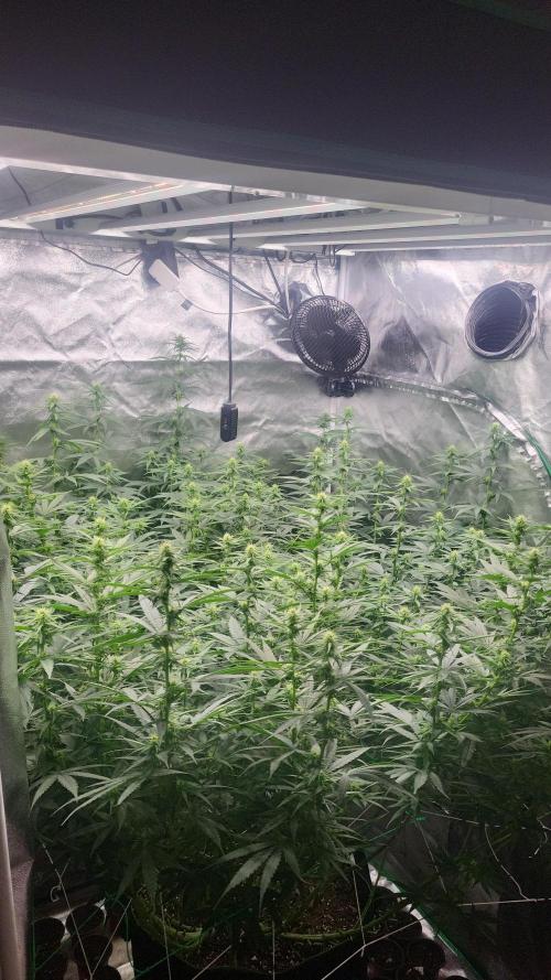Purple bud. Week 2