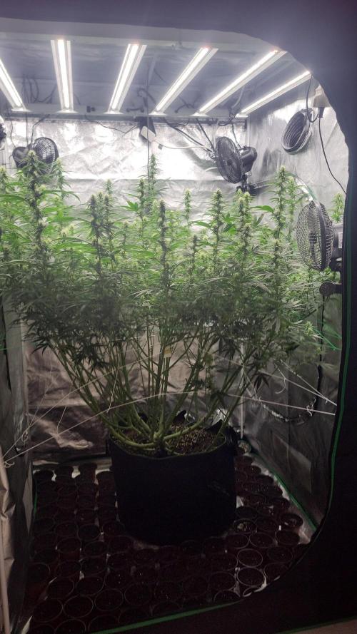 Purple bud. Week 3