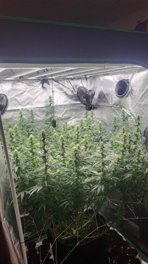 Purple bud. Week 3