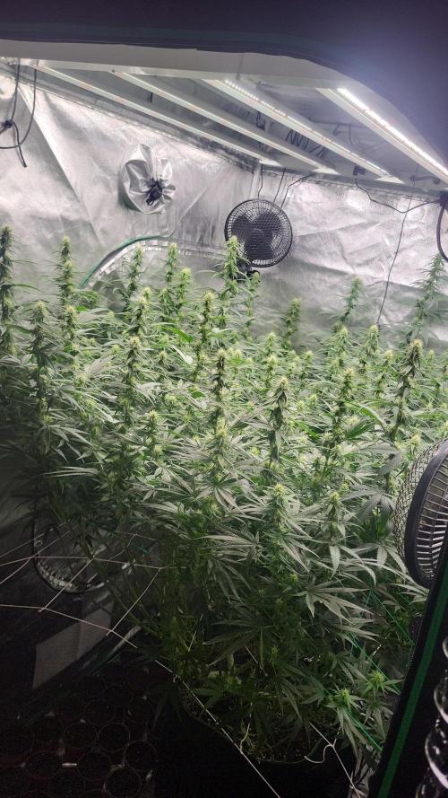 Purple bud. Week 3