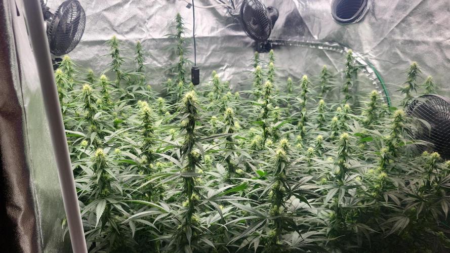 Purple bud. Week 3