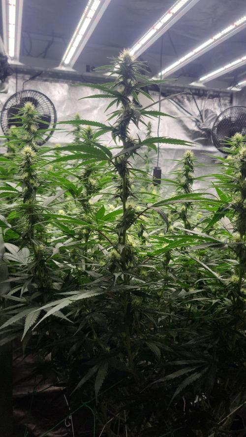 Purple bud. Week 3