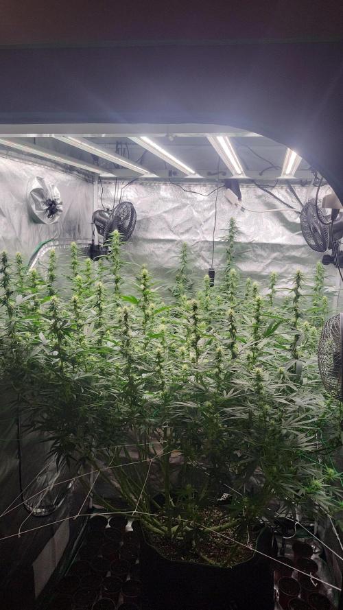 Purple bud. Week 3