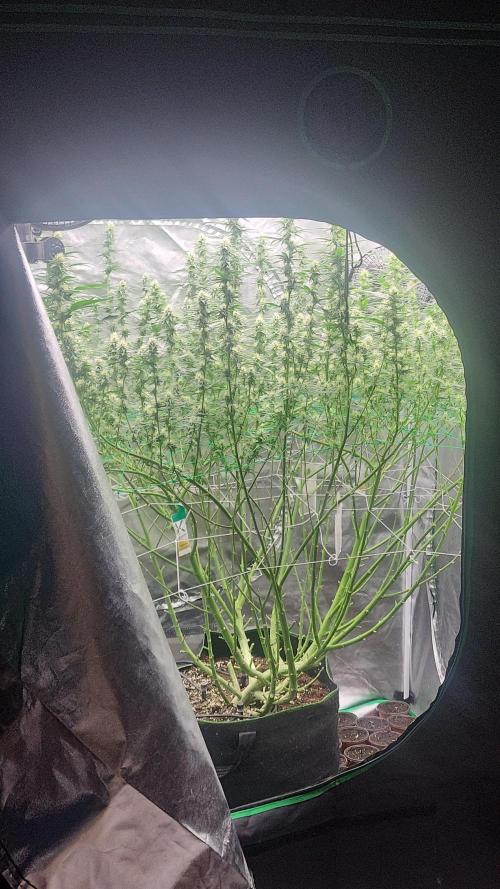 Purple bud. Week 4