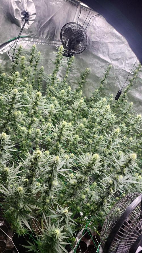 Purple bud. Week 4