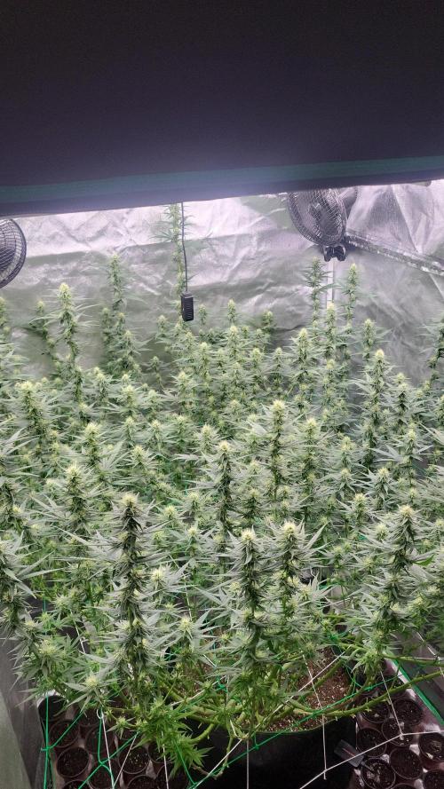 Purple bud. Week 4