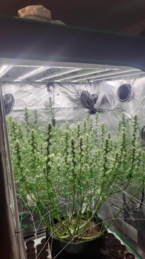 Purple bud. Week 4
