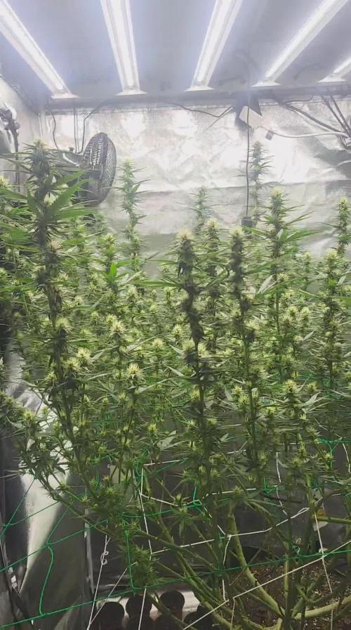 Purple bud