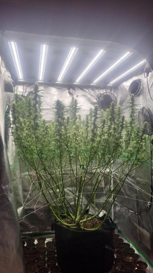 Purple Bud. Week 4