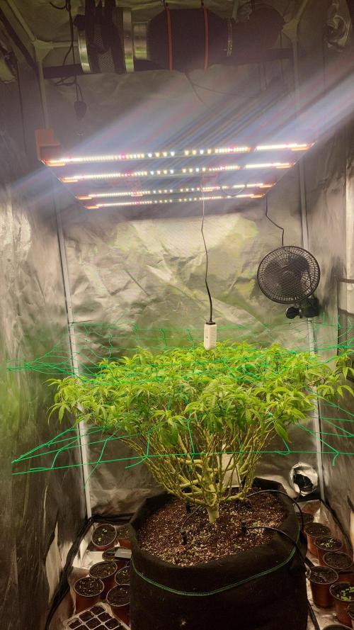lemon shining silver haze. Week 21