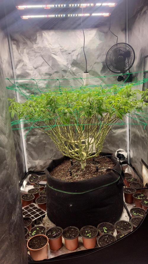 lemon shining silver haze. Week 21
