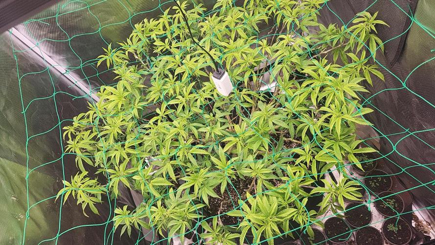 lemon shining silver haze. Week 21