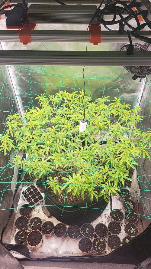 lemon shining silver haze. Week 21