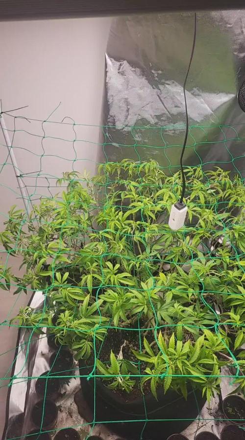 lemon shining silver haze
