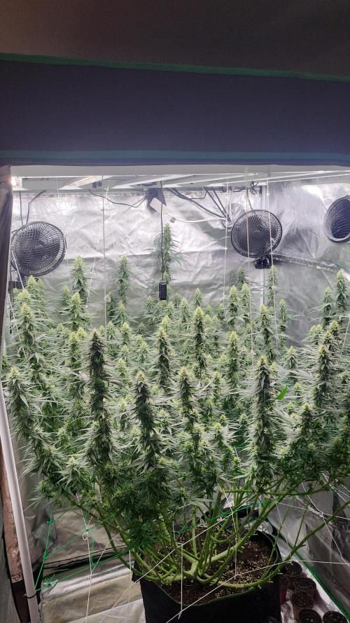 Purple bud. Week 5