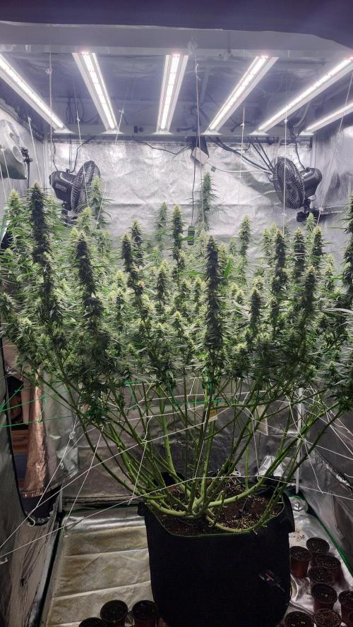 Purple bud. Week 5