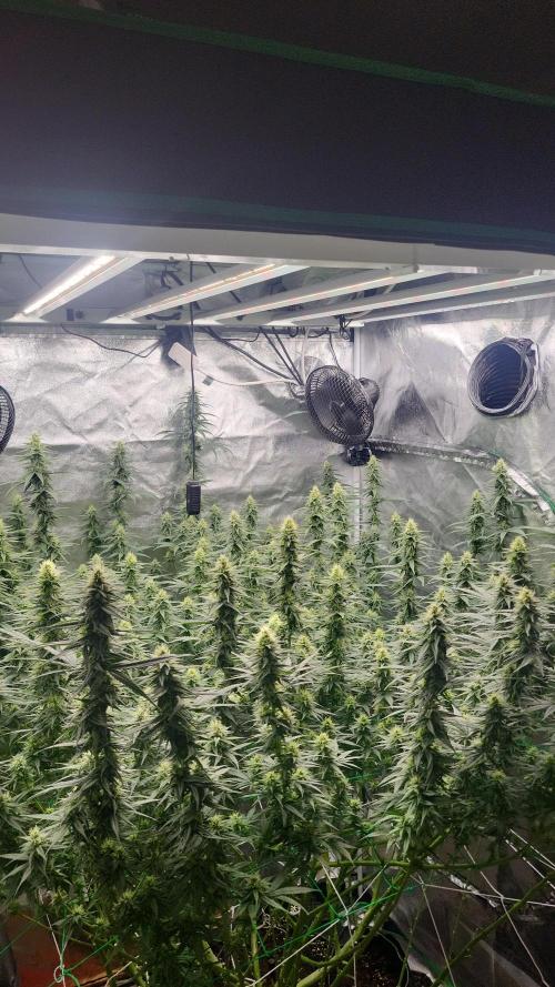 Purple bud. Week 5