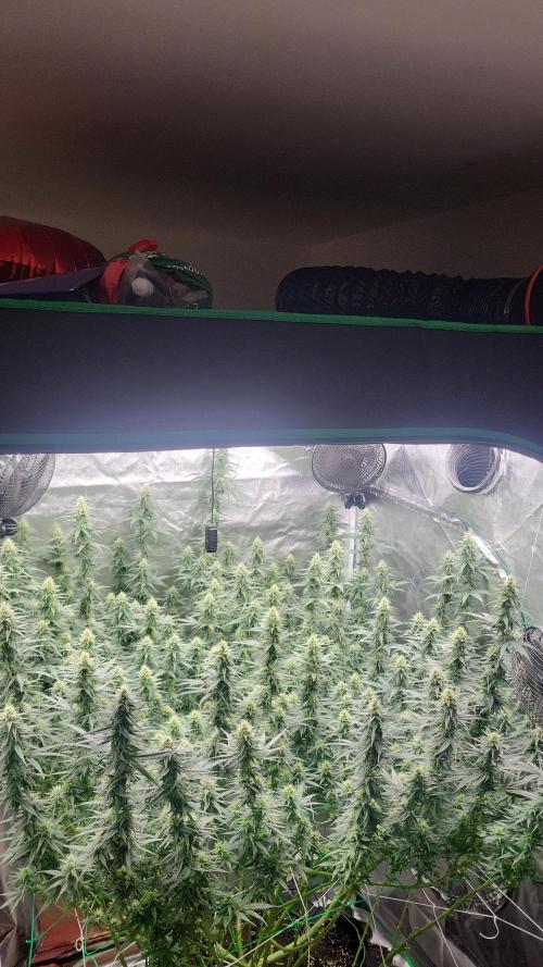 Purple bud. Week 5