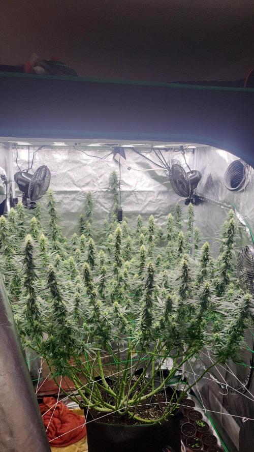 Purple Bud. Week 5