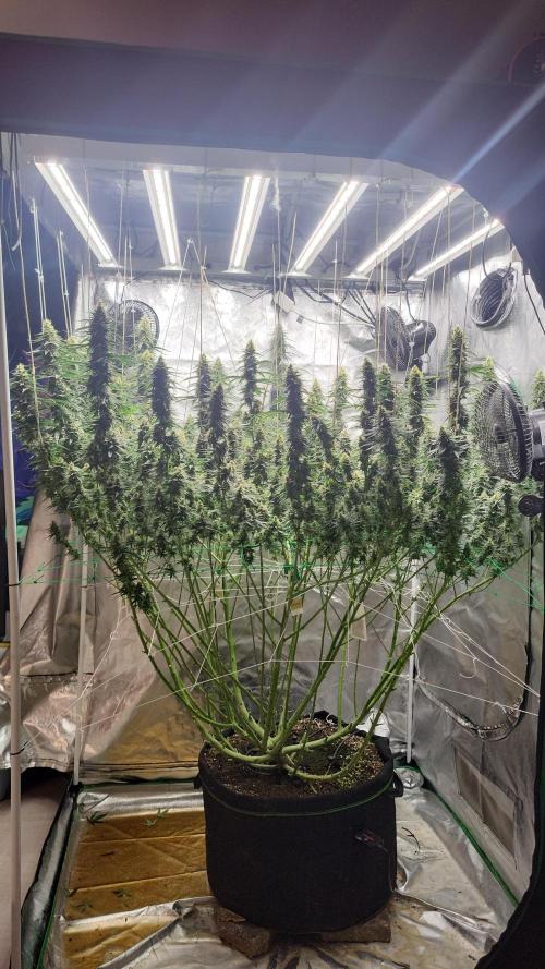 Purple bud. Week 6