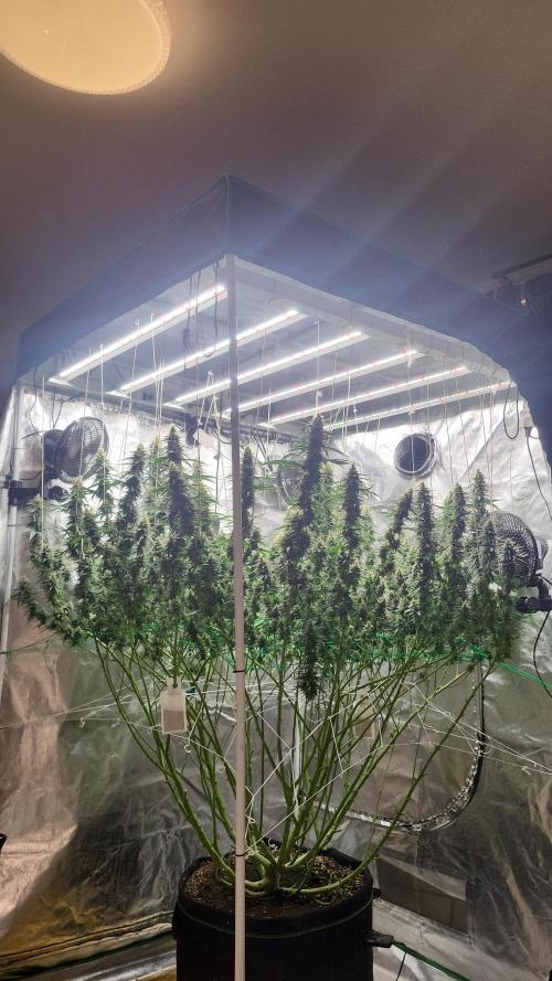 Purple bud. Week 6