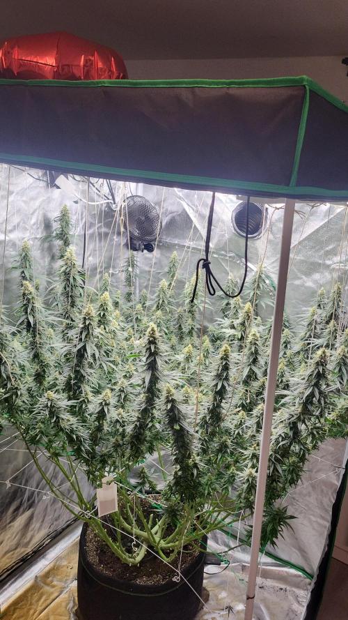 Purple bud. Week 6